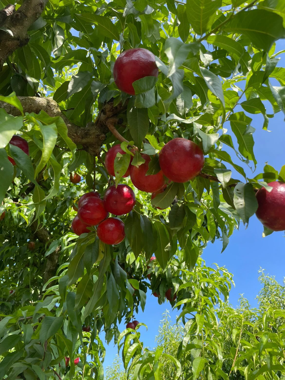 Νεκταρίνια Λευκαδίων